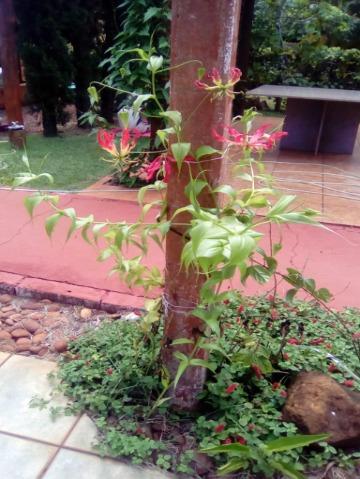 Chácara, 4 quartos, 300 m² - Foto 13