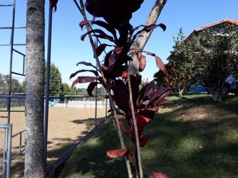 Chácara, 5 quartos, 4600 m² - Foto 38