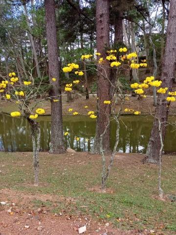 Casa, 6 quartos, 375 m² - Foto 16