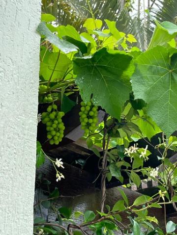 Sobrado, 7 quartos, 500 m² - Foto 15