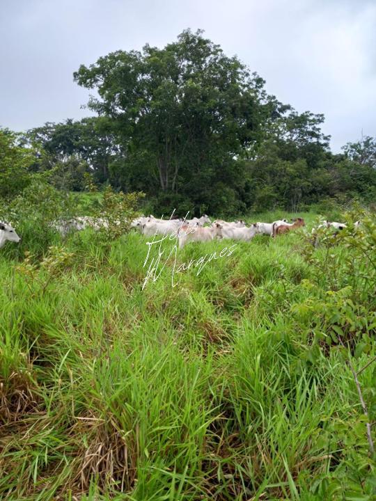 Fazenda, 98 hectares - Foto 4